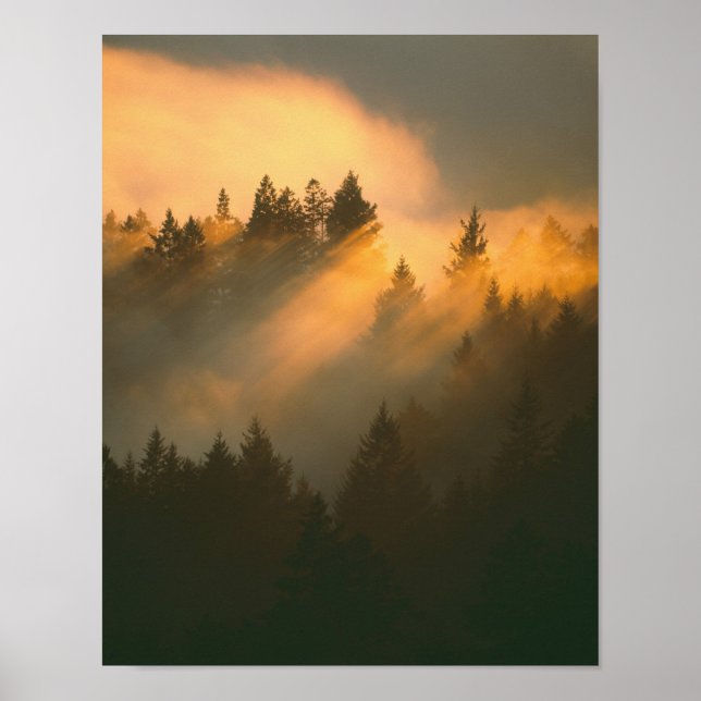 Redwood-Bäume in Küstennebel, Marin-Landkreis, Poster (Vorne)