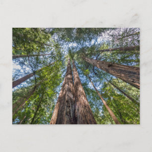 Redwood-Bäume   Marin County, Kalifornien Postkarte