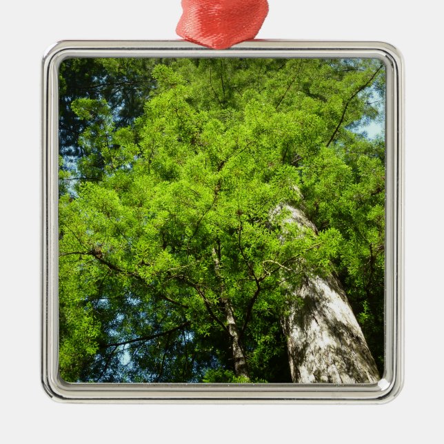 Redwood Boughs im Redwood National Park Ornament Aus Metall (Vorne)