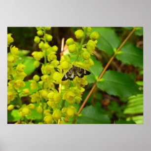 Redwood Butterfly und Wildblumen Poster