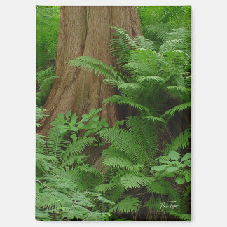 Redwood & Ferns-Magnet Magnet