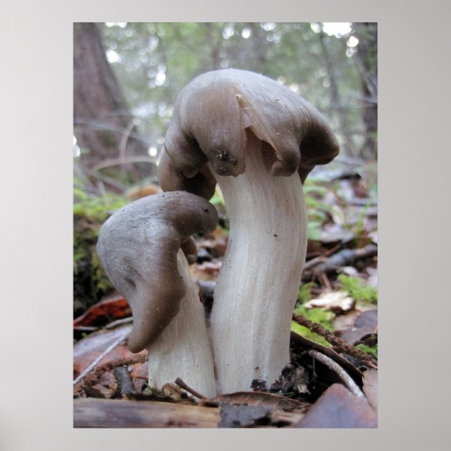 Redwood Forest Fungi Poster (Vorne)