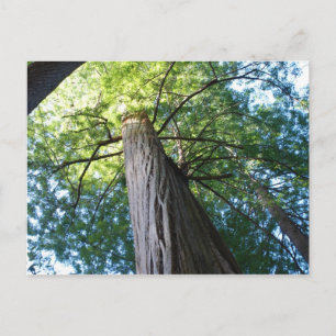 Redwood Forest - Kalifornien Postkarte