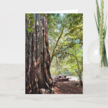 Redwood Forest Note Card