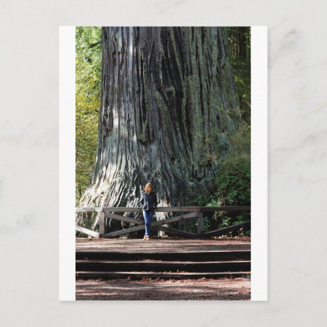 Redwood Forest Postkarte (Vorderseite)