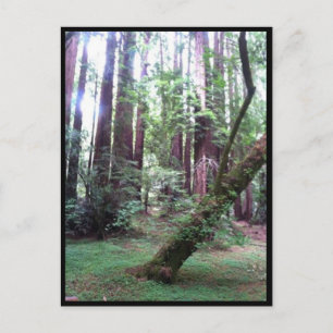 Redwood Forest Postkarte