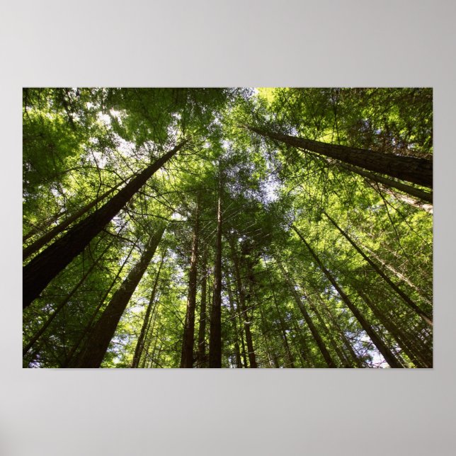 Redwood Forest, Rotorua, Neuseeland Poster (Vorne)