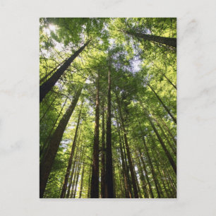 Redwood Forest, Rotorua, Neuseeland Postkarte