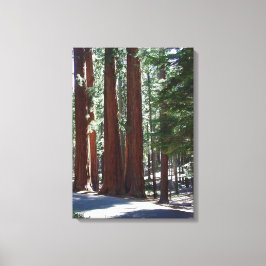 Redwood Forest Sequoia Tree Wall Art Leinwanddruck