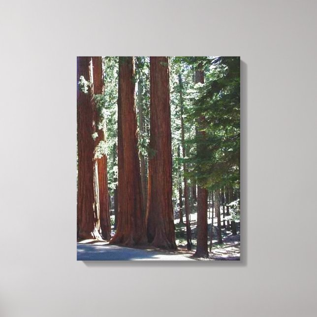 Redwood Forest Sequoia Tree Wall Art Leinwanddruck (Vorderseite)