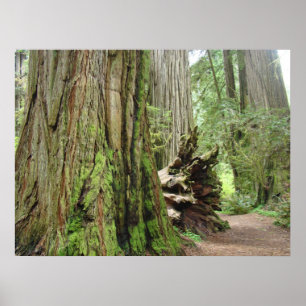 Redwood Forest Trees Art druckt California Redwood Poster