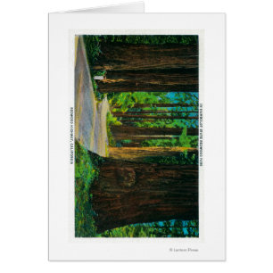 Redwood Highway in Humboldt Staat Redwood Park