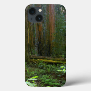Redwood in Muir Woods National Park Case-Mate iPhone Hülle