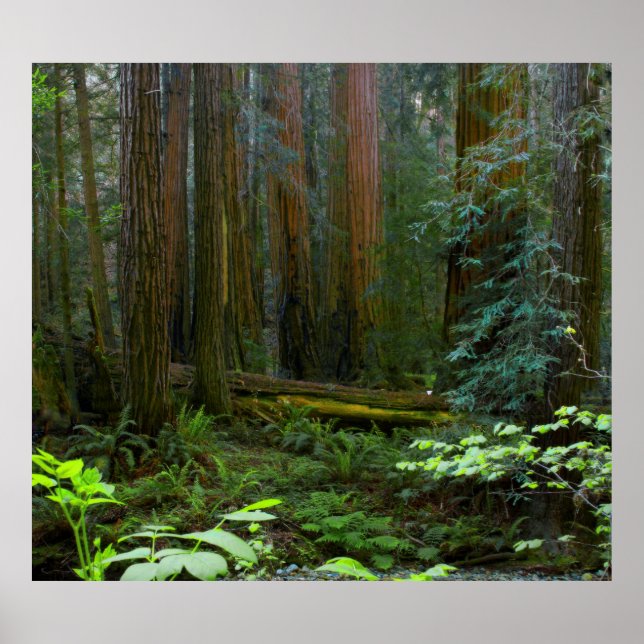 Redwood in Muir Woods National Park Poster (Vorne)