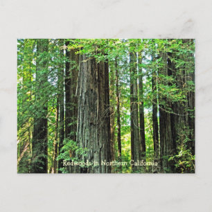Redwood in Northern CA Postcard Postkarte