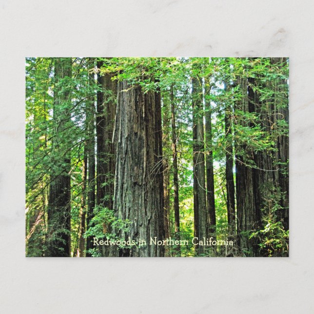 Redwood in Northern CA Postcard Postkarte (Vorderseite)