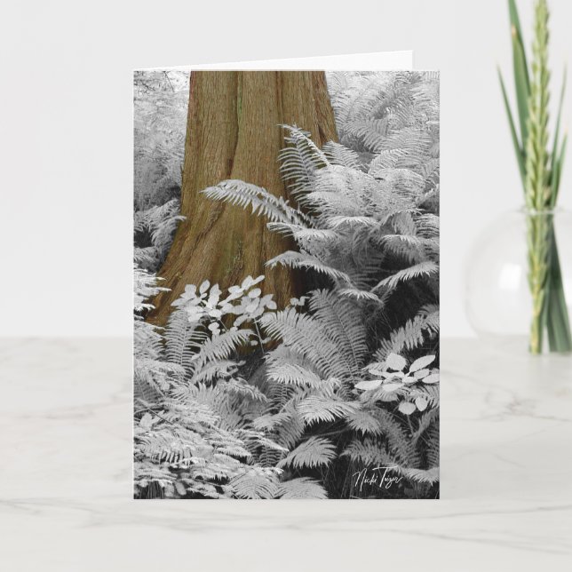 Redwood & Infrared Ferns notecard Dankeskarte (Vorderseite)