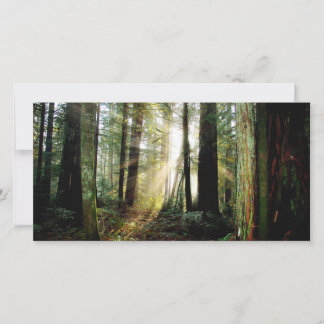 Redwood Morning