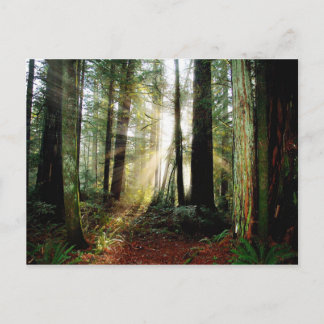 Redwood Morning Postkarte
