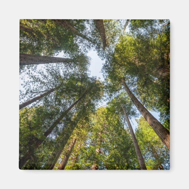 Redwood National and Staat Parks, Kalifornien Magnet (Vorne)