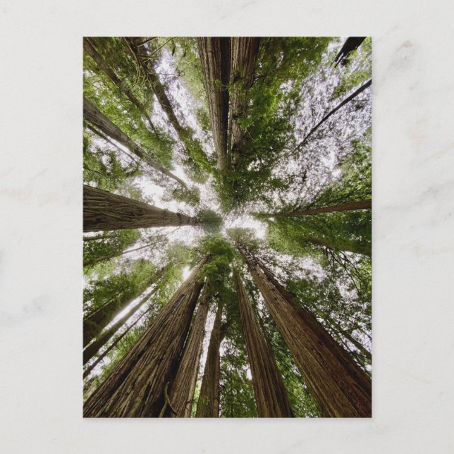 Redwood National and Staat Parks, Kalifornien Postkarte (Vorderseite)