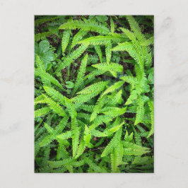 Redwood National and Staat Parks, Kalifornien Postkarte