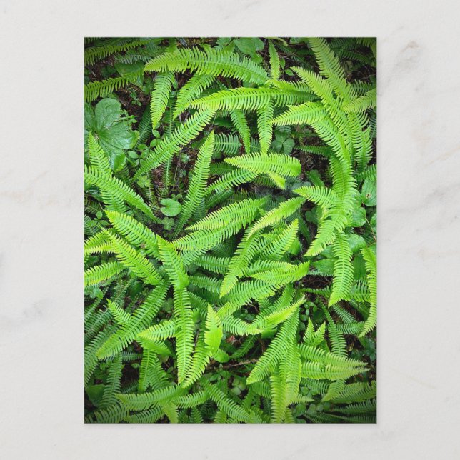 Redwood National and Staat Parks, Kalifornien Postkarte (Vorderseite)