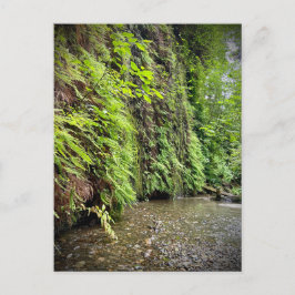 Redwood National and Staat Parks, Kalifornien Postkarte