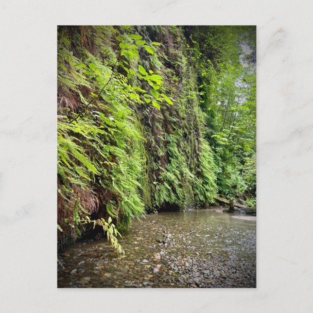 Redwood National and Staat Parks, Kalifornien Postkarte (Vorderseite)