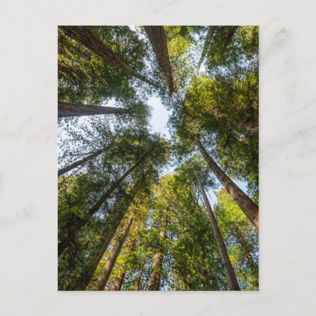 Redwood National and Staat Parks, Kalifornien Postkarte (Vorderseite)