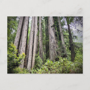 Redwood National and Staat Parks, Kalifornien Postkarte