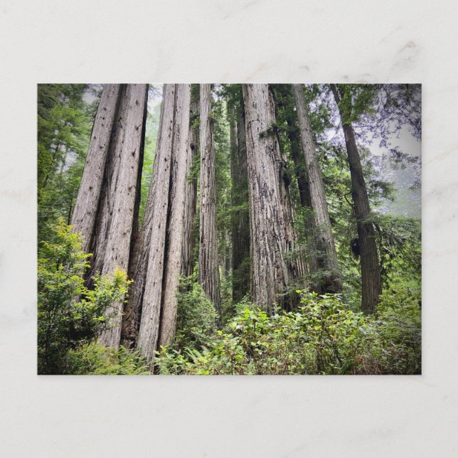 Redwood National and Staat Parks, Kalifornien Postkarte (Vorderseite)