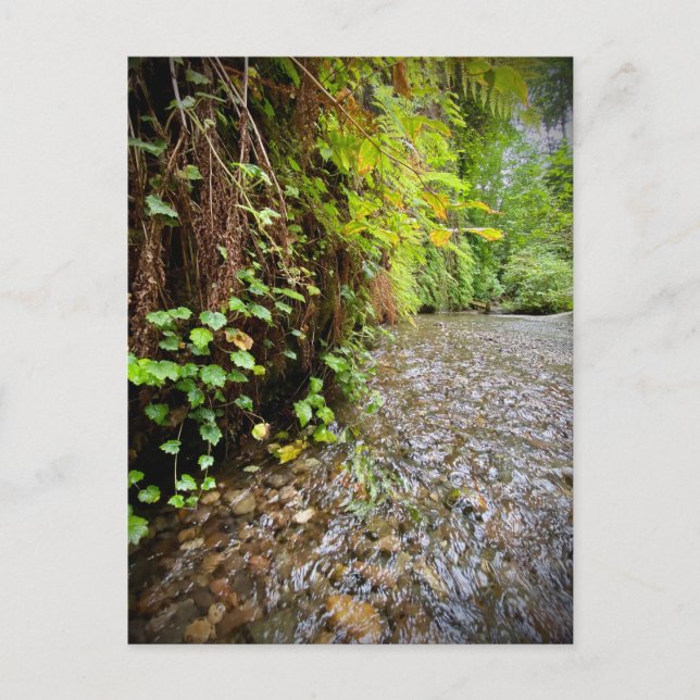 Redwood National and Staat Parks, Kalifornien Postkarte (Vorderseite)