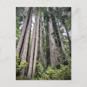 Redwood National and Staat Parks, Kalifornien Postkarte