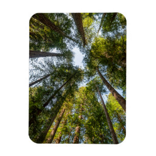 Redwood National and State Parks, Kalifornien Magnet