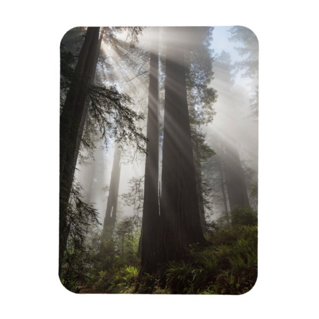 Redwood National Park California Magnet (Vertikal)