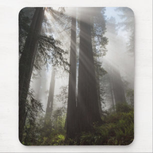 Redwood National Park California Mousepad