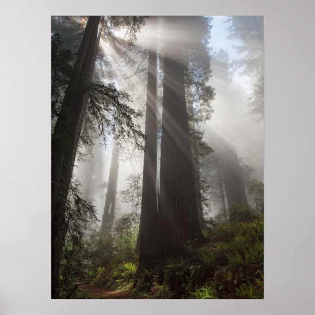 Redwood National Park California Poster (Vorne)