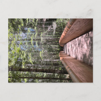 Redwood National Park Postcard Postkarte