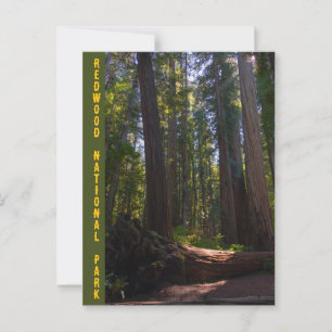 Redwood National Park Stout Grove Postkarte