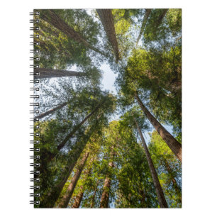 Redwood-National- und Staatsparks, Kalifornien Notizblock