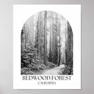 Redwood Nationalpark California Poster