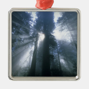 Redwood-Nationalpark, Del Norte County, neblig Silbernes Ornament