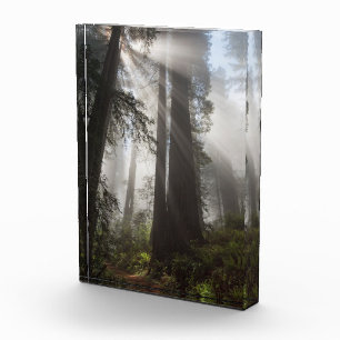 Redwood-Nationalpark Kalifornien Fotoblock