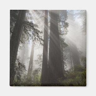Redwood-Nationalpark Kalifornien Magnet