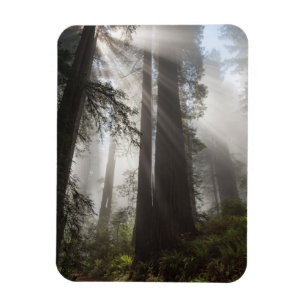 Redwood-Nationalpark Kalifornien Magnet