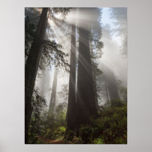 Redwood-Nationalpark Kalifornien Poster