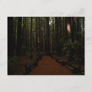 Redwood Paradise Postkarte