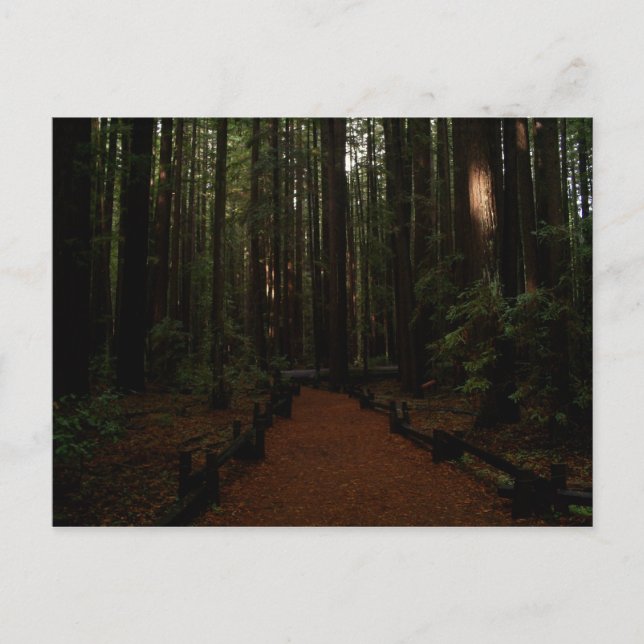 Redwood Paradise Postkarte (Vorderseite)