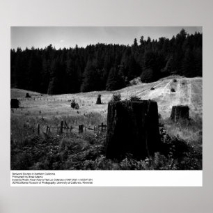 Redwood Stumps von Ansel Adams Poster
